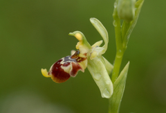 Ophrys scolopax conradiae