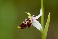 Ophrys scolopax conradiae