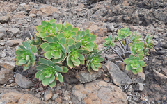 Aeonium percarneum image