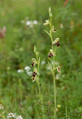 Ophrys scolopax conradiae