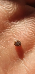 Bathyomphalus contortus