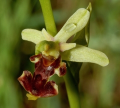 Ophrys scolopax conradiae