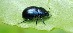 Gastrophysa janthina