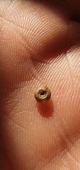 Bathyomphalus contortus