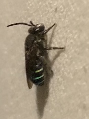 Nomia iridescens