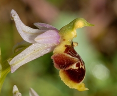 Ophrys scolopax conradiae