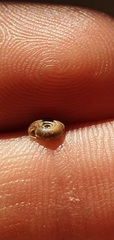Bathyomphalus contortus