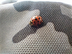 Harmonia axyridis