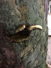 ヤナギマツタケ