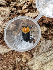 Necrophila brunnicollis