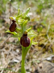 Ophrys sphegodes