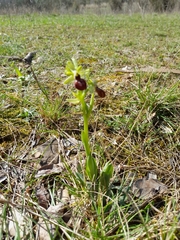 Ophrys sphegodes