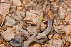 Astragalus tidestromii