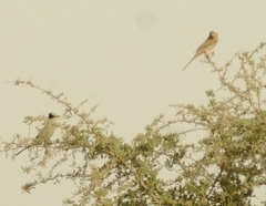 Hypocolius ampelinus