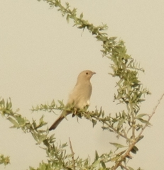 Hypocolius ampelinus