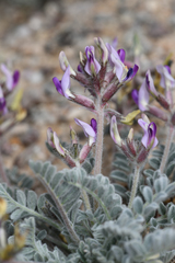 Astragalus tidestromii