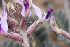 Astragalus tidestromii