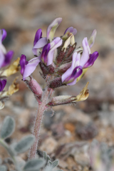 Astragalus tidestromii