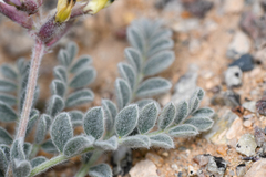 Astragalus tidestromii