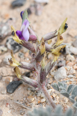 Astragalus tidestromii
