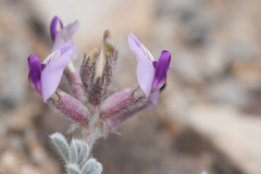 Astragalus tidestromii