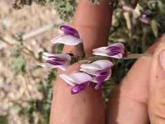Astragalus tidestromii