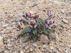 Astragalus tidestromii