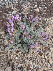 Astragalus tidestromii
