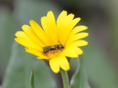 Ceratina