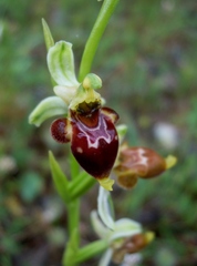 Ophrys scolopax conradiae