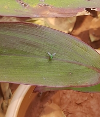 Sciapodinae