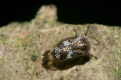 Ophiderma definita photo 2
