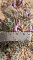 Astragalus tidestromii