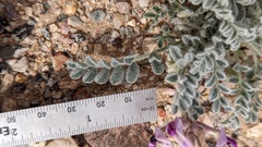 Astragalus tidestromii