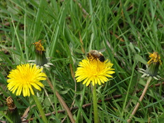 Eucera nigrilabris