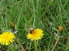 Eucera nigrilabris