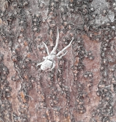 Araneae