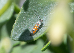 Neoheliodines vernius