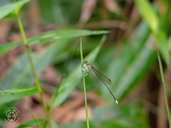 Pseudocopera
