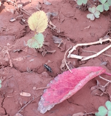 Orthoptera