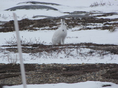 Lepus arcticus