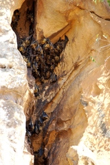 Malagasy Straw-Colored Fruit Bat photo 2