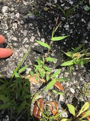 Urochloa reptans