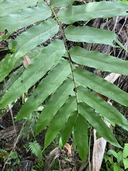 Meniscium reticulatum