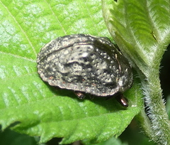 Polychalca aerea
