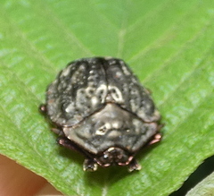 Polychalca aerea