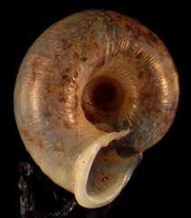 Vallonia pulchella