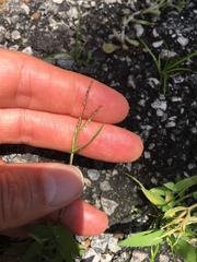 Urochloa reptans