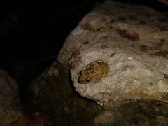 Craugastor yucatanensis