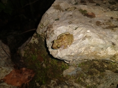 Craugastor yucatanensis